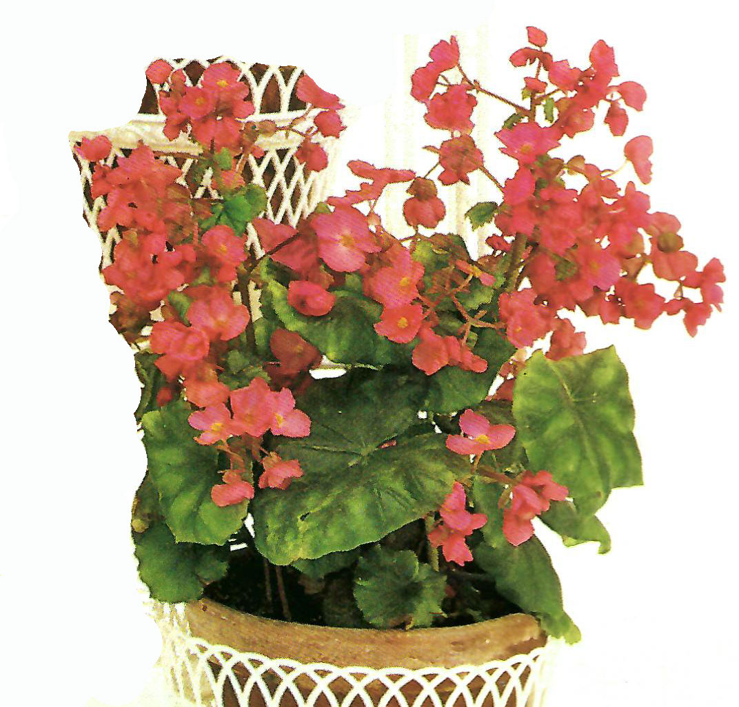 B. ‘Regent’